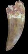 Robust Carcharodontosaurus Tooth #37427-1
